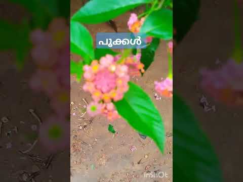 flowers#beautiful#amazing#pretty#wow#rainy#Shaima's world