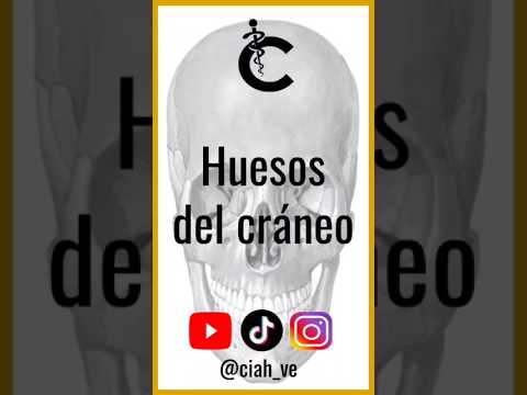 Huesos del cráneo 💀 | CIAH #shorts #medicina #anatomía #doctor