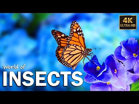 Amazing Insects World - 4K Relaxation Video with Various Nature & Insects Sounds
