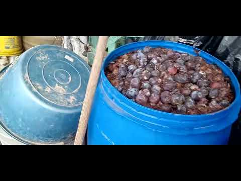 Cand is fierte prunele