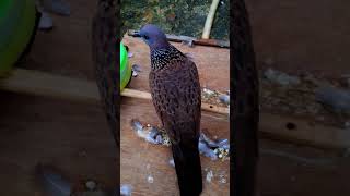 Download lagu PIKAT GANTI BULU #tekukurnusantara #shortvideo #terkukur mp3