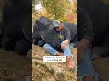 Cow Hugs Are Magical