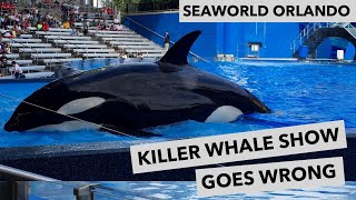 Seaworld Killer Whale Show Goes Wrong video
