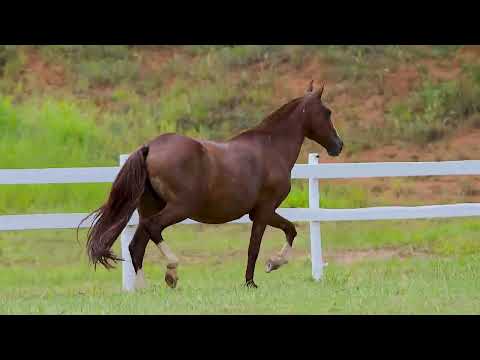 LOTE 20 ALTEROZA DO VÁU