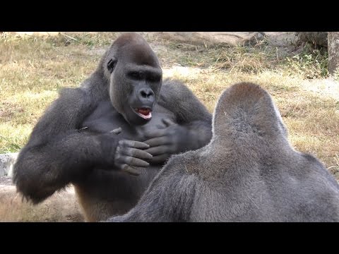 download lagu mp3 mp4 Fyv, download mp3 Fyv free downloadn, video klip Fyv