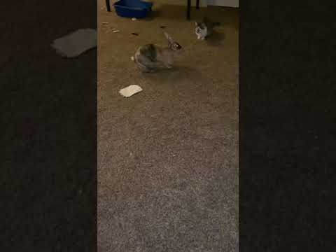 Bunny Rabbit drop kicks a Cat!