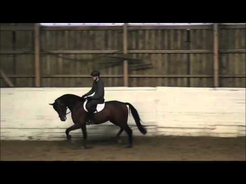 gekörter Hengst von Lahnstein x Cayetano L: Lausitzer