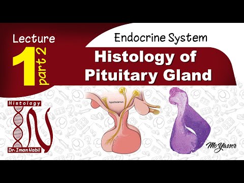 1b-Histology of pituitary gland part 2-Endocrine system