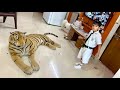 Fake Tiger Prank On Kunali And Oreo 😂