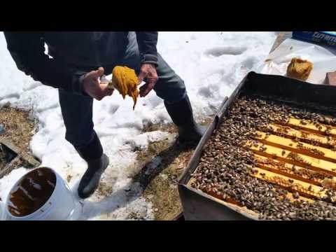 Mike Palmer   First Spring hive inspection and Adding Pollen Sub