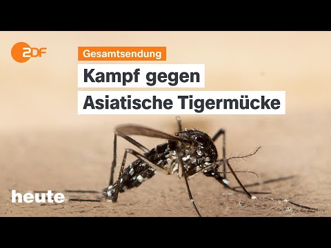 heute 19:00 vom 26.08.2025 Asiatische Tigermücke, Proteste für Waffenruhe in Israel, „Ocean Viking“