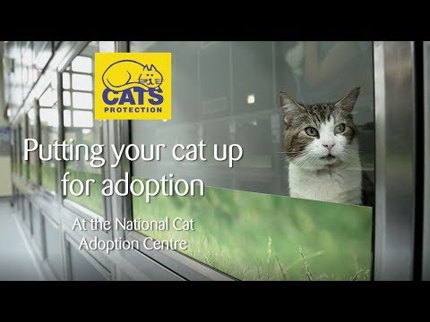 Putting your cat up for adoption at NCAC