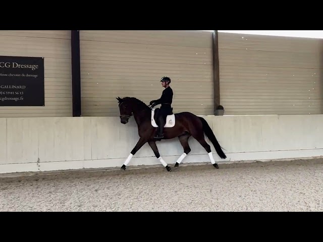 Castrone KWPN Cavallo da Sport Neerlandese In vendita 2021 Baio ,  MEPHISTOFF DC