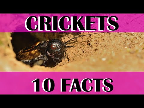 10 True Facts about CRICKETS