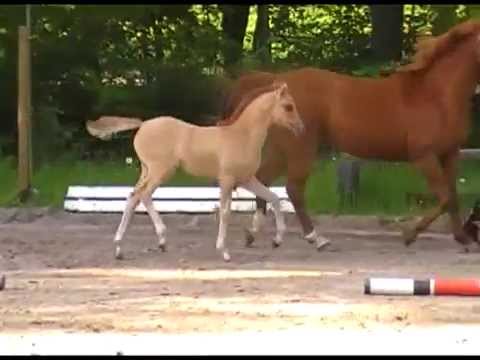 SF v. Cockney Cracker