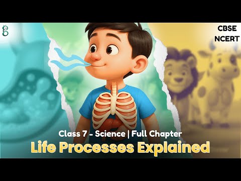 Life Processes in Animals – Class 7 Science video