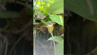 Download lagu Cikrak bambu #aviary #aviarybirds #aviaryindonesia #pleci #plecimania #aviaryrooftop #cidenfarm mp3