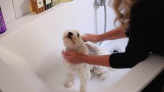 Dri-Pak Liquid Soap to wash pets