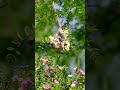 Beautiful Nature Status Video With Love Song Nature Shorts Natureshorts Status