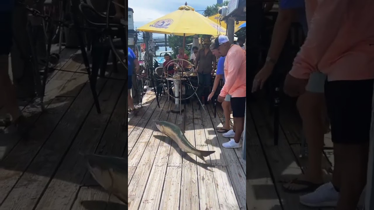 This monster fish brought ALL the Attention #fishing #wildlife #shorts