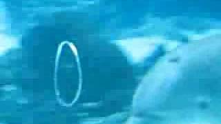 dolphin, rings, ravel