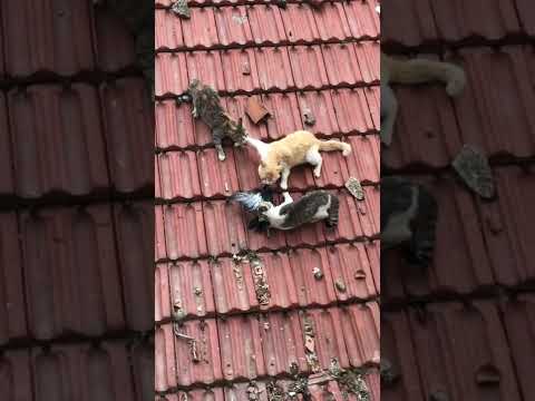 funny three cats fighting over a pigeon on the roof 😂
