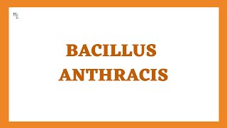 Bacillus anthracis | Anthrax or Wool Sorter's Disease 🐑