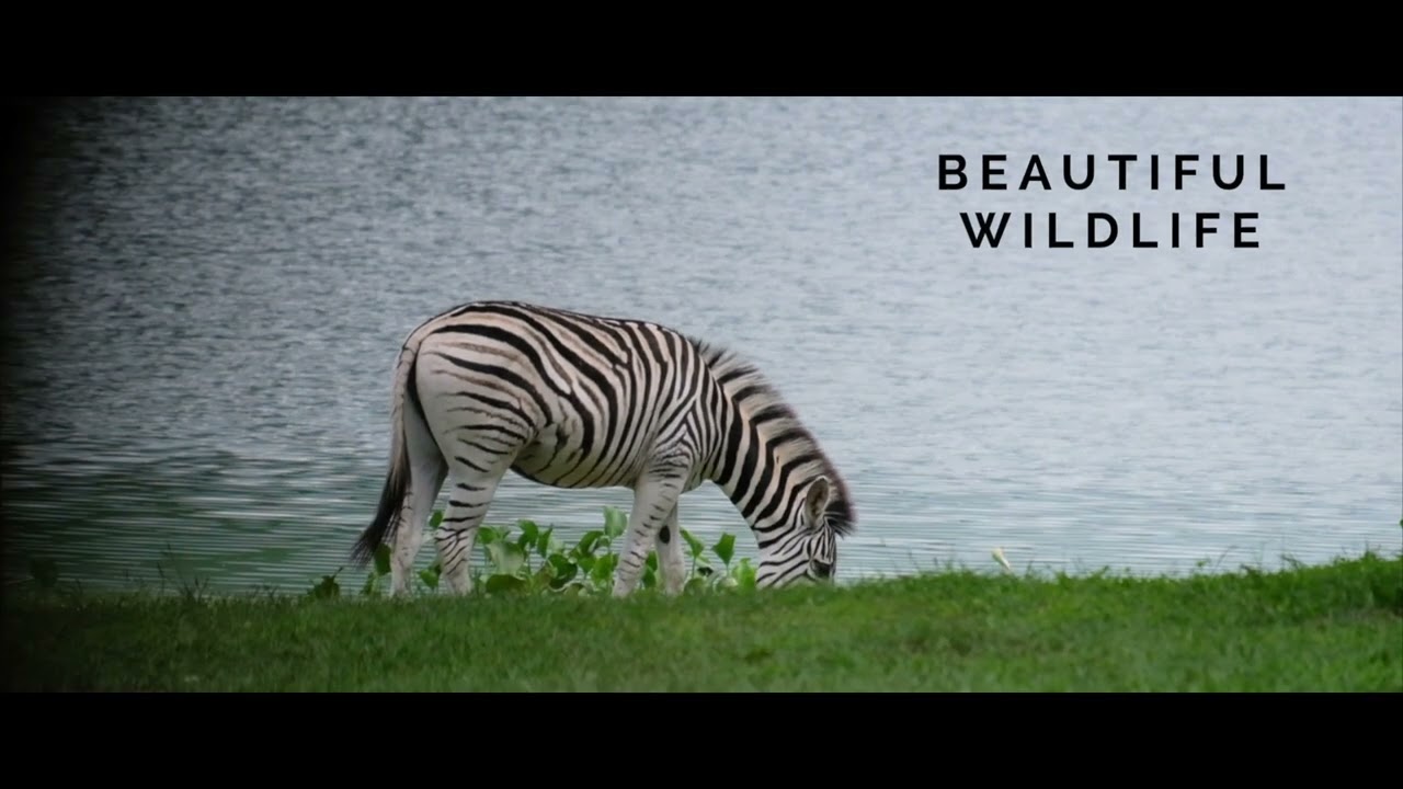 Shongweni Dam Nature Reserve Promo