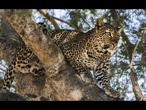 Africa Predatori letali II - 01 La Storia di Olimba