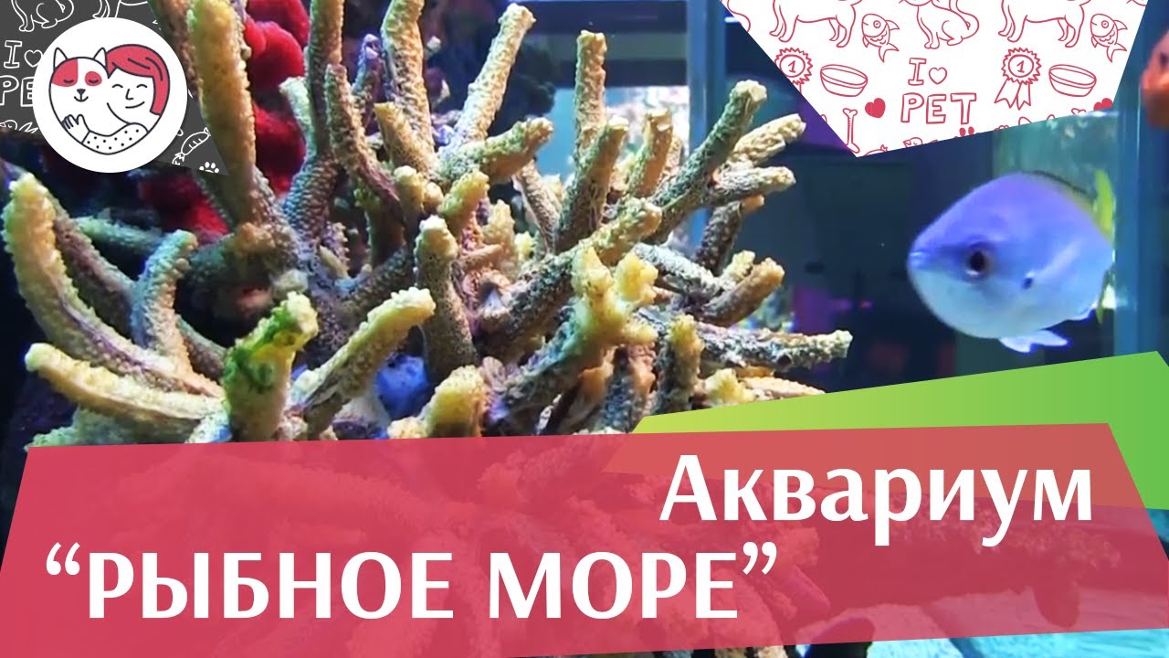 Аквариум Рыбное море АкваЛого на ilikePet
