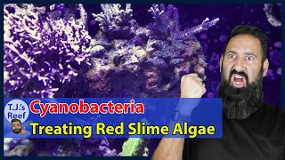 Fighting Cyano - Treating Red Slime Algae in the Reef Aquarium