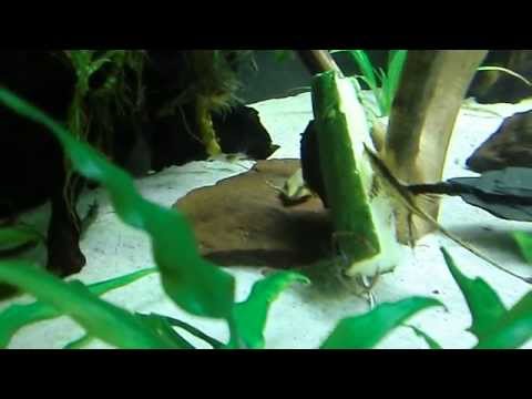 Sturisoma an Zuchini II