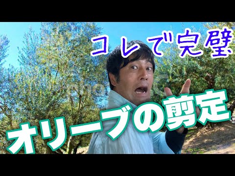 鉢植えのオリーブの木をいつ簡単に剪定するか：その理由と方法をすべて解説！  庭園