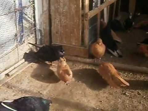 Spicat e dajes - Kaqanik 2013