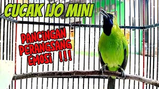 Download lagu Cucak Ijo Mini - Full Tembakan Keras Mancing Emosi mp3