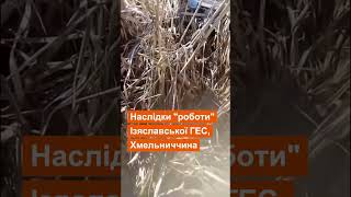 Масова загибель риби на Хмельниччині: наслідки роботи Ізяславської ГЕС