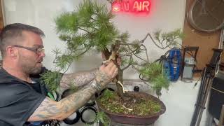 Transforming an Untended Scots Pine: Bonsai Styling Tips!