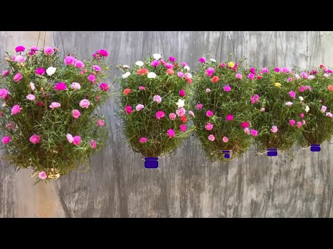 The Latest Way to Plant Purslane (moss rose) Flowers in Hanging Pots