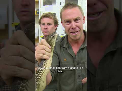 This Deadly King Brown Has Enough Venom To Kill a Person 3 times over! 🐍 #kingbrown #snakes #shorts