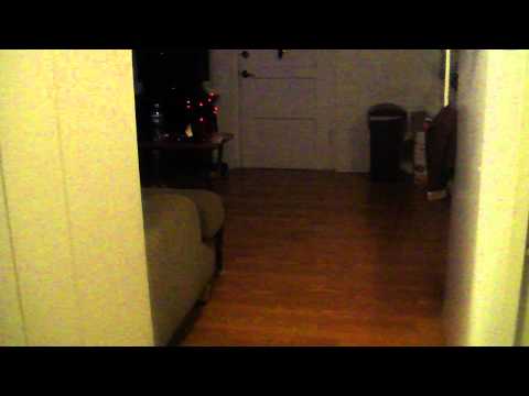 My cat Lavene fetches!