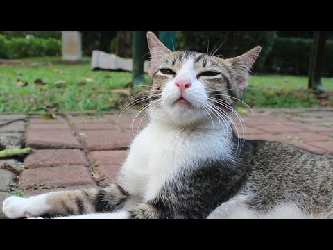 Cute cat squinting eyes