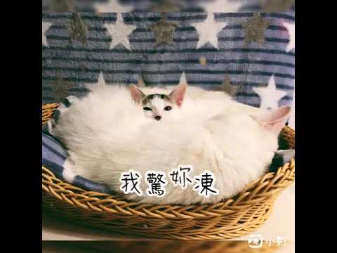 Wong Ka Yee-CIAO 日本第一銷量貓小食 超級貓模短片大賽