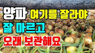 양파 수확시기가 되어서 마늘옆에 꽂아놓은 양파수확했어요.