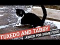 We Serving Dry Cat Food To Feed Homeless Tuxedo Cat And Tabby Cat