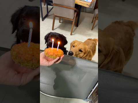 El Cumpleaños de mi Perrito ❤️