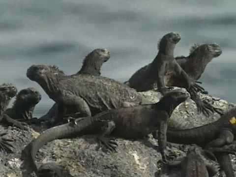 ガラパゴス：動物の研究 (1/7) (Galapagos: researching the animals (1/7))