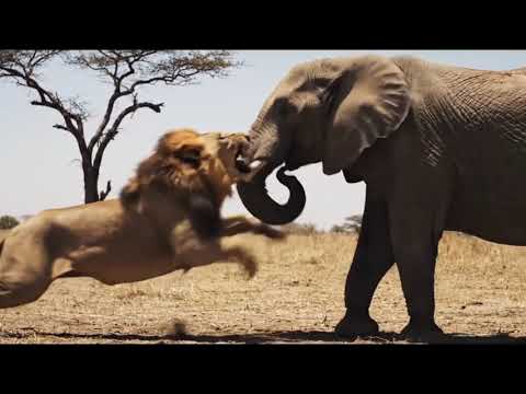 Hadzabe Tribe in the village to hunt the elephant by ridding the lion