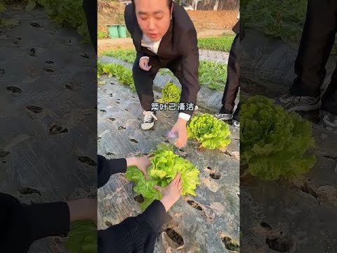 生菜只吃最新鮮的搞笑#搞笑 #funny #搞笑视频