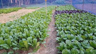 배추 알타리 다발무 홍반장 빨강3호 청갓 돌산갓 심은지 31일째 보여드립니다.