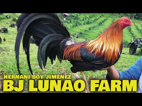 Beautiful Birds Dink Fair Sweater Cecil Davis Kelso Shelton Roundhead -BJ LUNAO FARM Hernani Jimenez